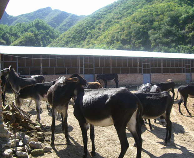 肉牛养殖基地03
